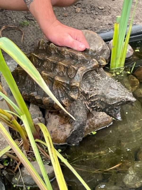 alligator snapskildpadde