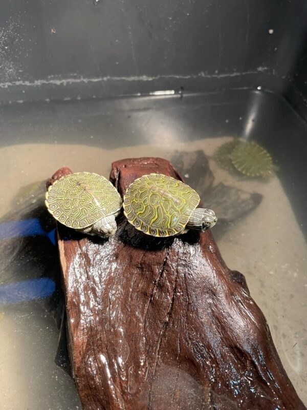 Hieroglyf (østlig flod) cooter (Pseudemys concinna)