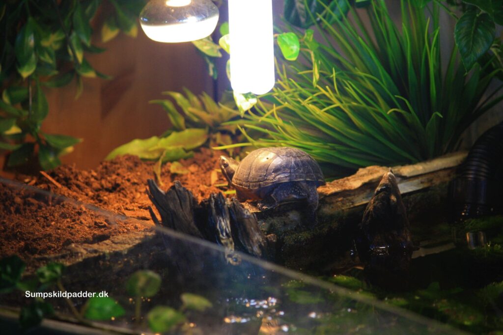 Alm. moskusskildpadde (Sternotherus odoratus)